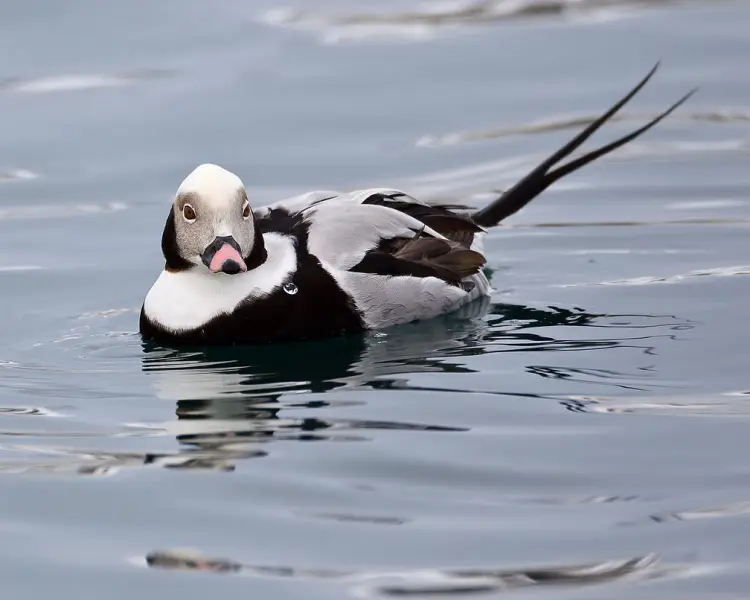 photo: Harelde de Miquelon